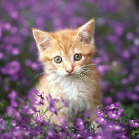 Vinilo Gatito y Flores